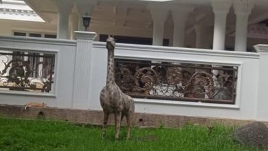 Rumah Cantik, 858m2, Di Jl. Heulang Tanah Sereal Bogor