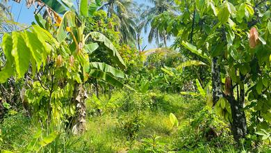 Tanah Kebun Murah Dekat Kampung Nelayan Tanjung Lesung