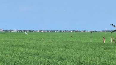 Sawah Murah di Karawang Sukaraja Rawamerta Jawa Barat
