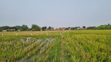 Tanah Sawah di Jual Jl Pantura Cikalongsari Jatisari Karawang