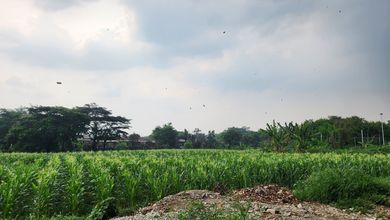 Tanah di Kp cilubang pakuan regency murah meriah cocok buat cluster perubahan 