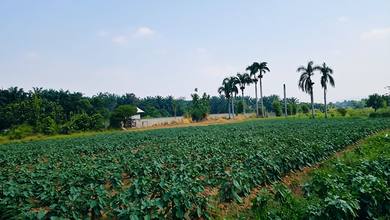 Dijual Cepat! Tanah Luas, Lokasi Strategis, Harga Kompetitif