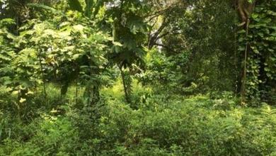 Tanah di Bawah NJOP Jln Bukit Golf Utama Pondok Indah LT 5081Mtr Bukit Golf Pondok Indah Jakarta Selatan